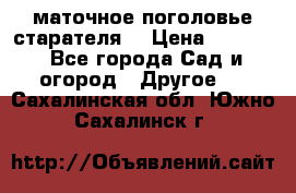 маточное поголовье старателя  › Цена ­ 3 700 - Все города Сад и огород » Другое   . Сахалинская обл.,Южно-Сахалинск г.